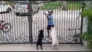 Dog Dance With Little Boy Beautiful