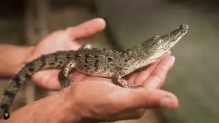 SHOCKING facts you didn't know about crocodiles