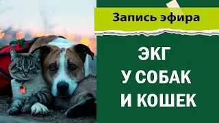 ЭКГ у собак и кошек