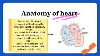 Anatomy of heart