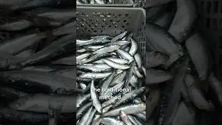 How This Women-Dominated Factory Produces 30,000 Canned Sardines Daily