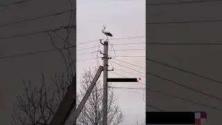 Part 2 : Where is my nest ?