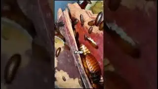 How Cockroches Cheat Death?
