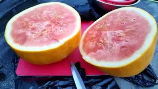 ផ្លែអ្វី?