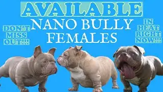 NANO BULLY FEMALES ALL IN HEAT AVAILABLE NOW!!! 