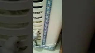 MUHABBET KUŞUMUN YAVRULARI UÇMAYA BAŞLADI;)