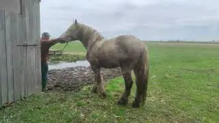 Привезли Жеребца, для Кобыл