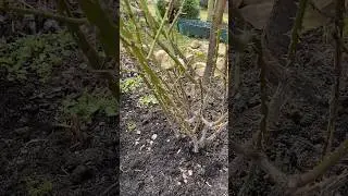 Очень эффективный метод спасение роз после зимы. 