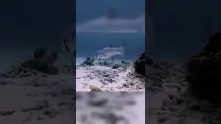 All About The Great Barracuda #TheGreatBarracuda #Barracuda #Fish #predator #ocean #sea #Fish #shark