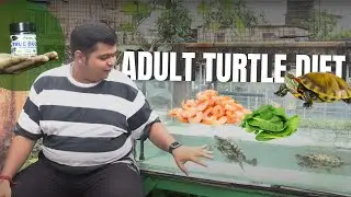 HOW TO FEED ADULT TURTLE ? BEST ADULT TURTLE FOODS || TURTLE FOOD DIET || WHAT DO TURTLES EAT ?