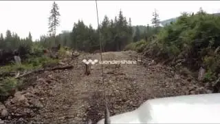 Cougar Close Encounter