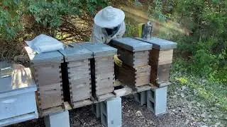 Discussion on Winter Moisture Control That Many New Beekeepers Overlook Their First Winter  Part 1