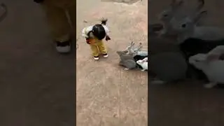 Ку бинем хами хохарак чанта лайк мегира👍
