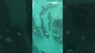 рыба нашего хозяйства