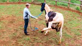 Wild Horse KICKS 27 TIMES! | Taming A Wild Horse [EP 3]