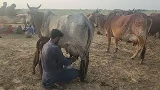 Milking of top Cholistan/Rathi cow in Rohi/Cholistan desert!