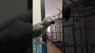 Попугай Гоша#Хорошка. Симпатичный Дракон ))