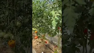 17.07.24🍅🥒 томаты и огурцы в теплице/Ленинградская область #идеидлясада