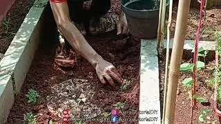 Menanam Rumput Gajah Mini