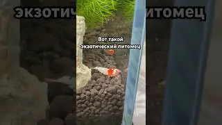 Домашняя креветка 😉
