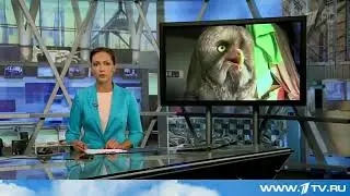 Сова дальнобойщица