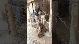 Кашкадарйо вилойати камаши тумани мангит махалласидан йош келажаги парлок палвон