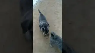 Прогулка выходного дня #Nikkolo #Amata #шнауцер #миттельшнауцер #schnauzer #dog