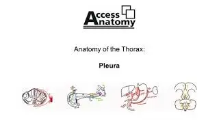 Anatomy of the Thorax 3 - Pleura