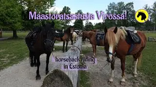 Riding trip in Estonia! Riding in the nature with lovely Estonian horses 💓🐴