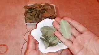 عندك ورق سيدنا موسى اوالغار في الدار؟ تعرفي على8 استعمالات مدهشة سبحان الله غادي تفيدك وتغير حياتك