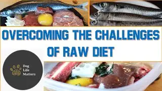 Overcoming the Challenges of a Raw Diet for Your Dog and Making the Transition from Kibble to Raw