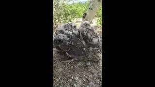 Высадка птенцов