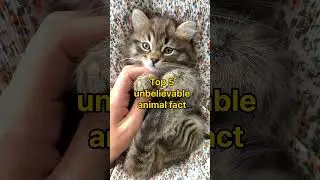 Top 5 unbelievable animal fact