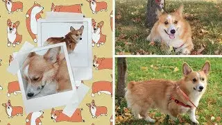 10 ФАКТОВ О МОЁМ КОРГИ/ВЕЛЬШ-КОРГИ ПЕМБРОК/КОРЖИК/CORGI