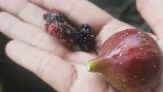 panen buah tin dan buah murbey depan rumah #buahsurga #buahtin #murbey
