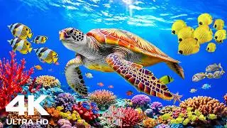 Dream Aquarium 4K —Stunning Coral Fish, Jellyfish & Relaxing Music for Sleep
