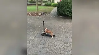 I'm a rebel dog 