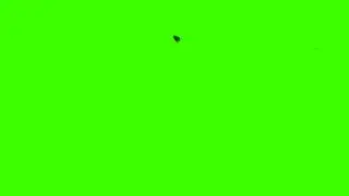 Enxame de Moscas - Swarm of Flies [Fundo Verde - Chroma Key]