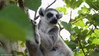 Ring Tailed Lemur| fox's face| AQ Fun