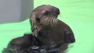 Rescued Sea Otter Juno Celebrates Otterversary