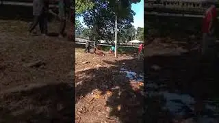 2024 Qurban Masjid Sengat