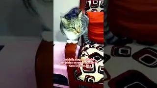 cat daily vlog | peliculas completas en español latino | P1 #cat #catswatch #youtubeshorts