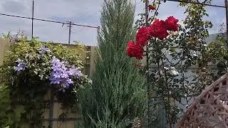 16.06.24г правый розарий.