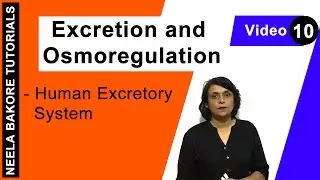 Excretion and Osmoregulation | NEET | Human Excretory System | Neela Bakore Tutorials