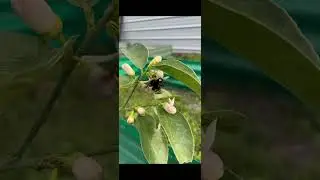 Polinizadores En Acción- Llegó la Primavera