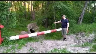Доберман ЩУЛЬЦ!!! видео от покупателя!!!!