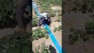 Система капельного орошения. Соединение Лейфлет (LAFLAT) с капельной лентой. Поле