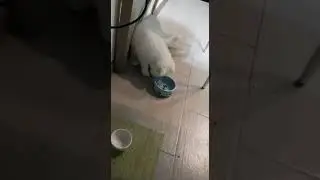 кошка отлет юмор