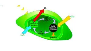 Photosynthesis overview Animation