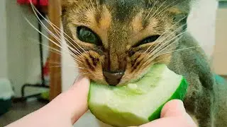 КОТ ЕСТ ОГУРЦЫ кот ест огурец?